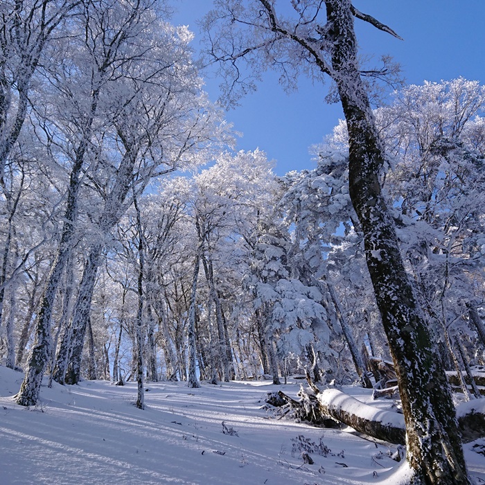 明神平の雪