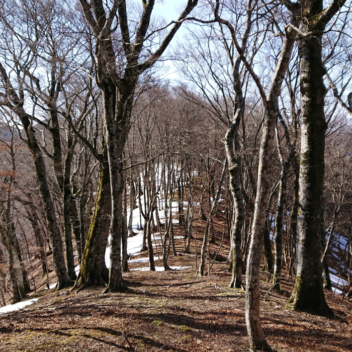 百合ヶ岳稜線のブナ林