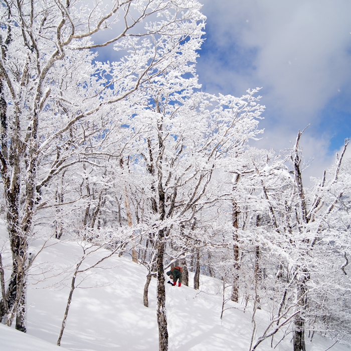 山上辻からの自然林は積雪で尾根歩きに