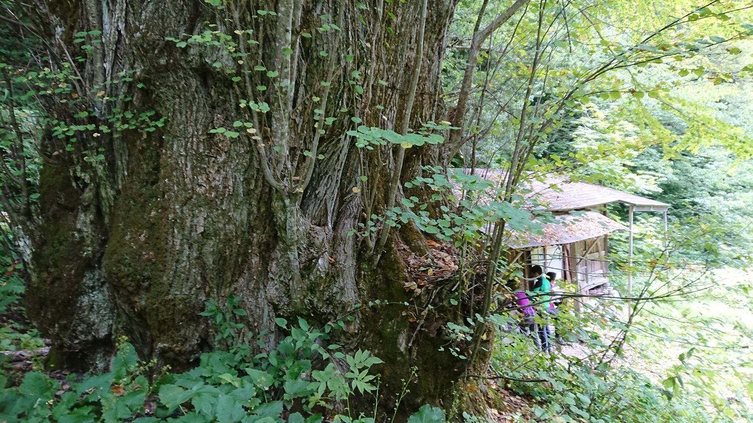 すぐそばに巨木の立つ岩魚留小屋