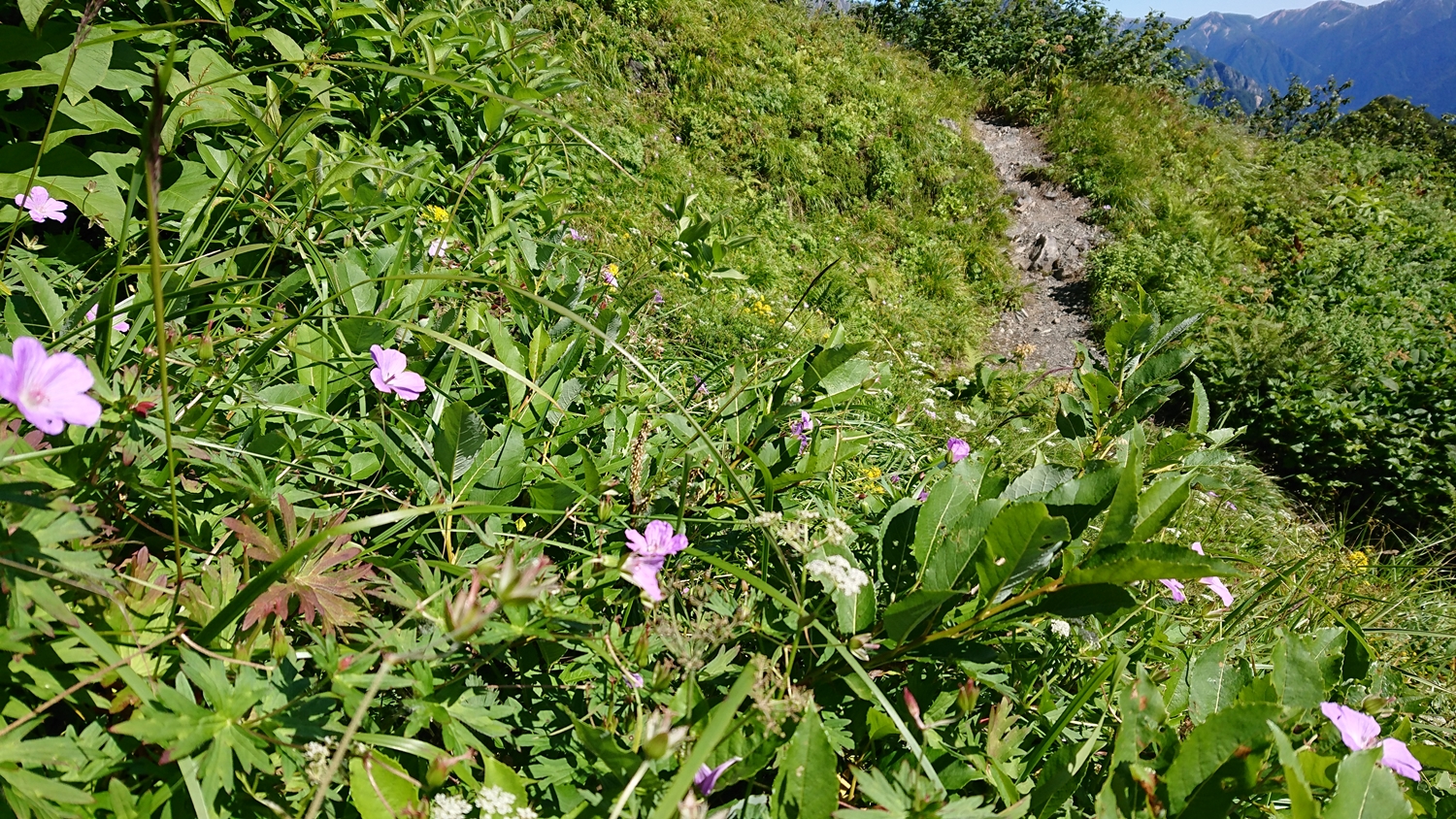 霞沢岳山頂直下に広がるお花畑