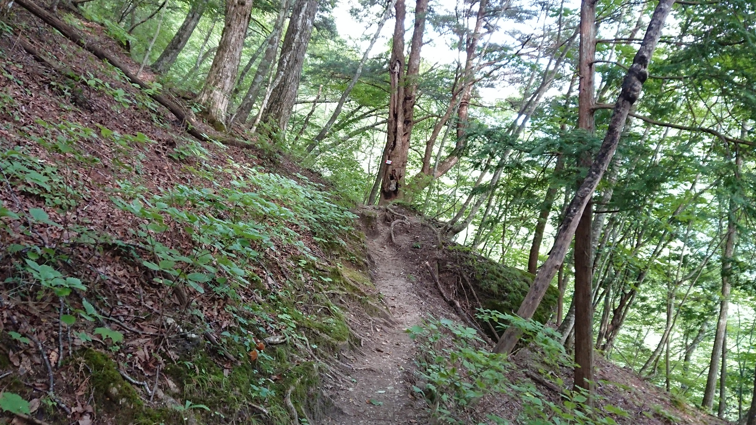 序盤はまだ普通の登山道、樹林歩き