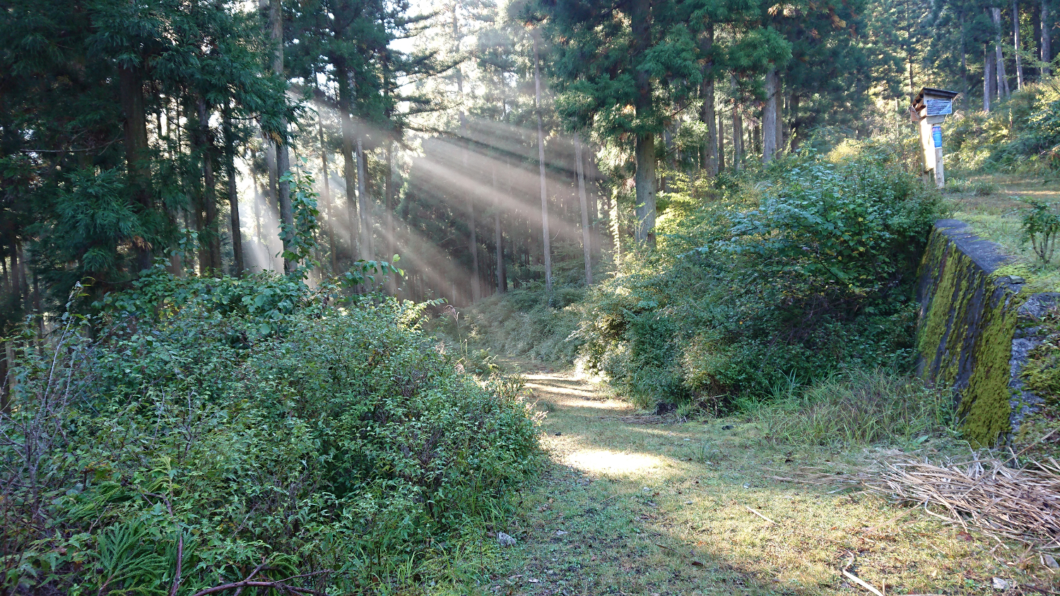 朝もやに朝日の差し込む林道分岐点