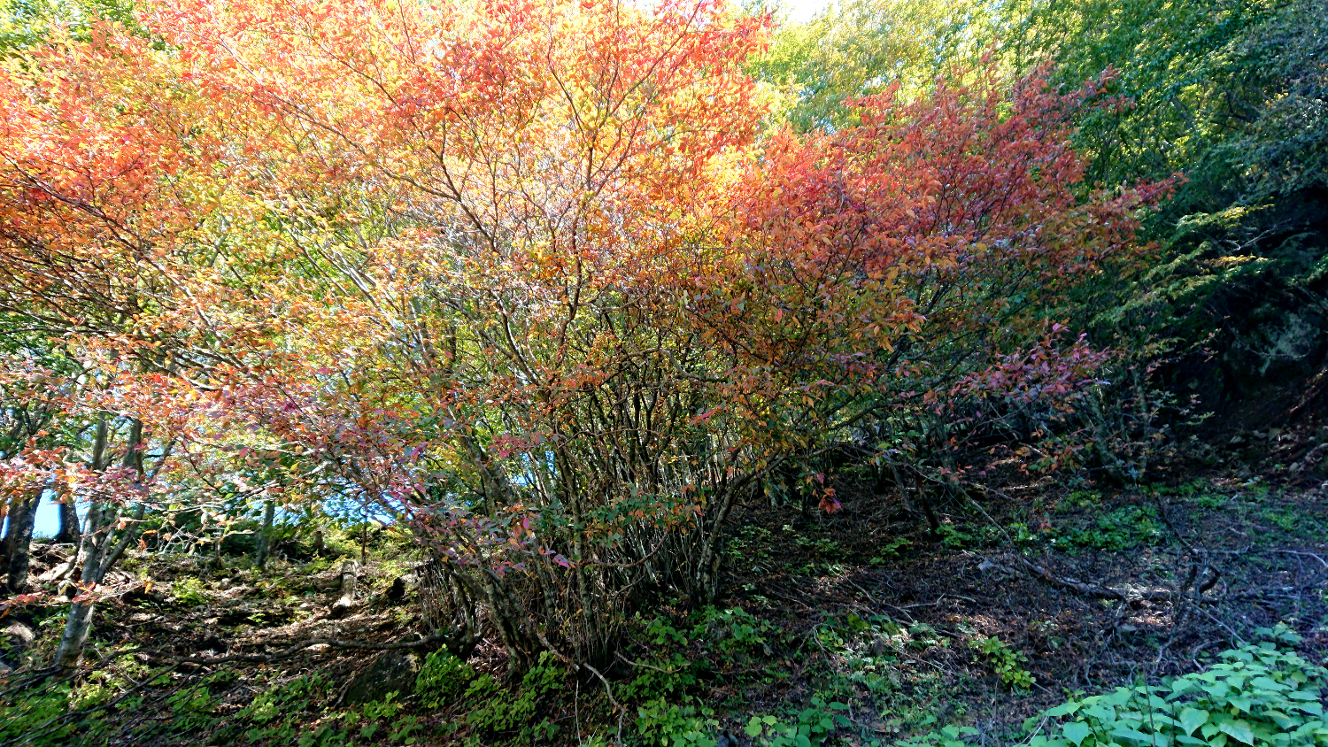 折り返し地点で良い色づきになっていた紅葉