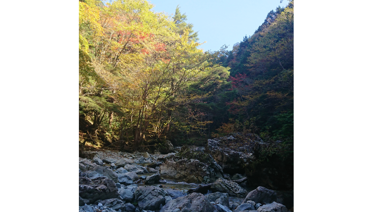 河原脇の紅葉は３分から５分と言ったところ