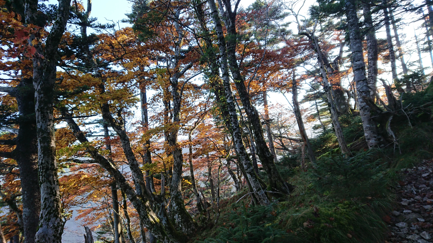 朝もやの中の樹林歩き