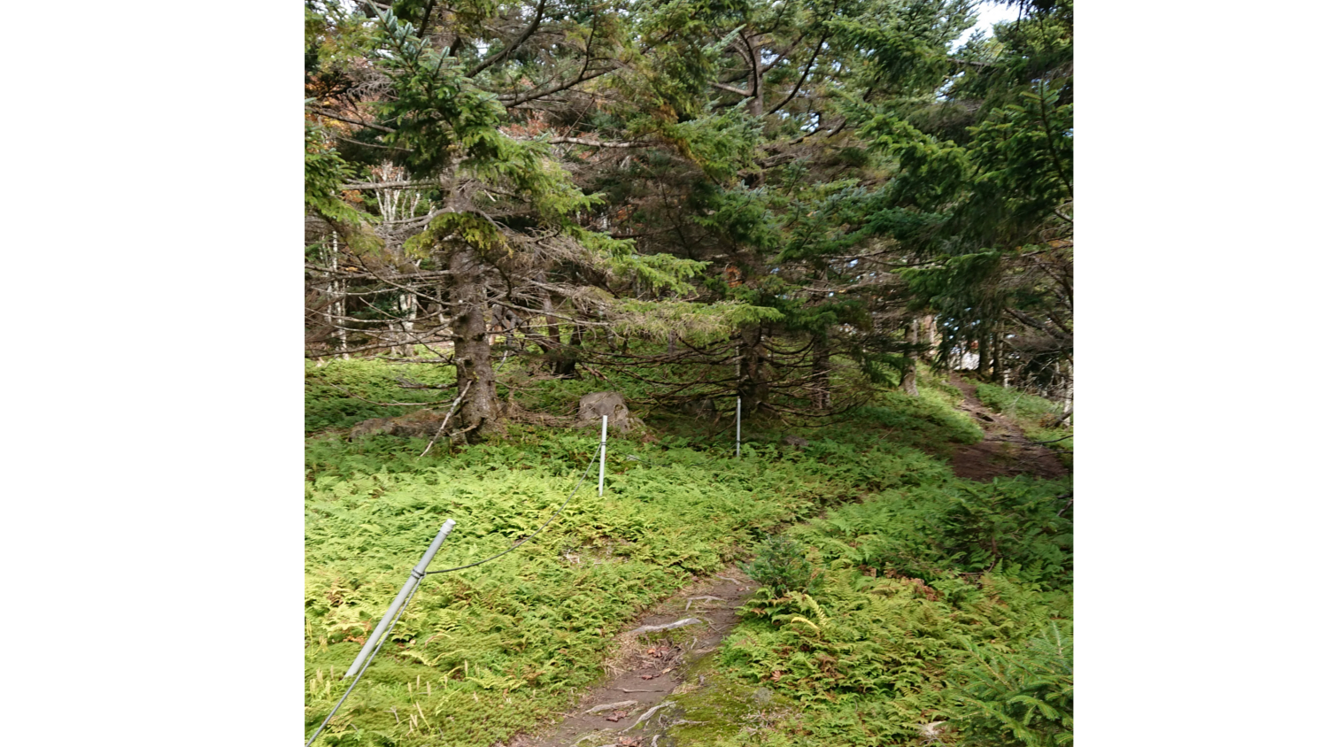 弥山辻周辺、トウヒ林で足元はシダ類