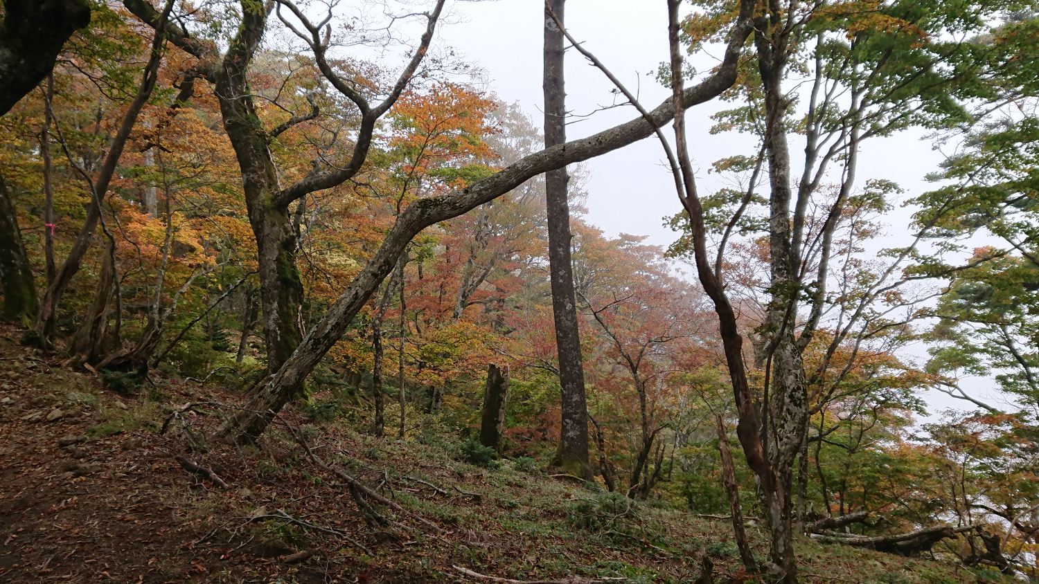 天候は下り坂で霧が入り込んでくる紅葉風景