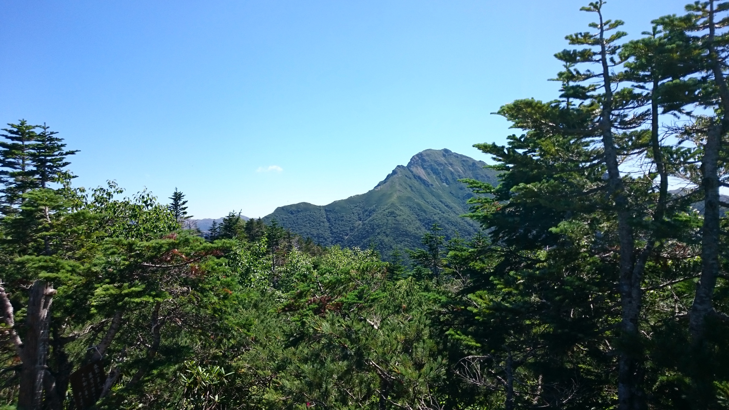 樹林の間から見上げる塩見岳